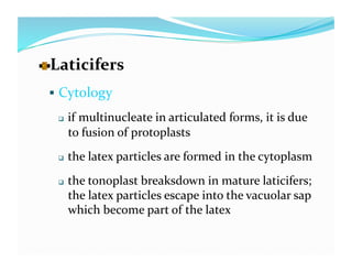   aticifers 
  L
   Cytology 

      if multinucleate in articulated forms, it is due 
       to fusion of protoplasts 
      the latex particles are formed in the cytoplasm 
      the tonoplast breaksdown in mature laticifers; 
       the latex particles escape into the vacuolar sap 
       which become part of the latex 
 