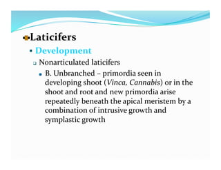   aticifers 
  L
   Development 
      Nonarticulated laticifers 
       
   B. Unbranched – primordia seen in 

           developing shoot (Vinca, Cannabis) or in the 
           shoot and root and new primordia arise 
           repeatedly beneath the apical meristem by a 
           combination of intrusive growth and 
           symplastic growth 
 