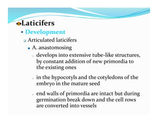   aticifers 
  L
   Development 
    Articulated laticifers 

     
   A. anastomosing  

         o  develops into extensive tube‐like structures, 

            by constant addition of new primordia to 
            the existing ones 
      o    in the hypocotyls and the cotyledons of the 
           embryo in the mature seed 
      o    end walls of primordia are intact but during 
           germination break down and the cell rows 
           are converted into vessels 
 
