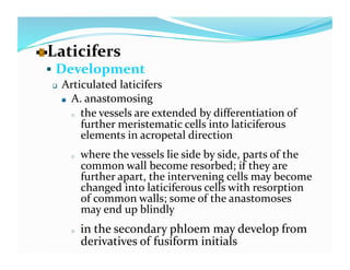   aticifers 
  L
   Development 
    Articulated laticifers 

     
   A. anastomosing  

         o  the vessels are extended by differentiation of 
            further meristematic cells into laticiferous 
            elements in acropetal direction 
      o    where the vessels lie side by side, parts of the 
           common wall become resorbed; if they are 
           further apart, the intervening cells may become 
           changed into laticiferous cells with resorption 
           of common walls; some of the anastomoses 
           may end up blindly 
      o    in the secondary phloem may develop from 
           derivatives of fusiform initials 
 