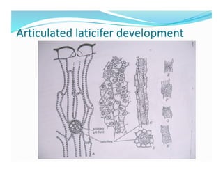 Articulated laticifer development 
 