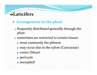   aticifers 
  L
    Arrangement in the plant 

    frequently distributed generally through the 
     plant  
    sometimes are restricted to certain tissues 

     
   most commonly the phloem 

     
   may occur also in the xylem (Caricaceae) 

     
   cortex (Musa) 

     
   pericycle 

     
   mesophyll 
 