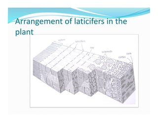 Arrangement of laticifers in the 
plant 
 