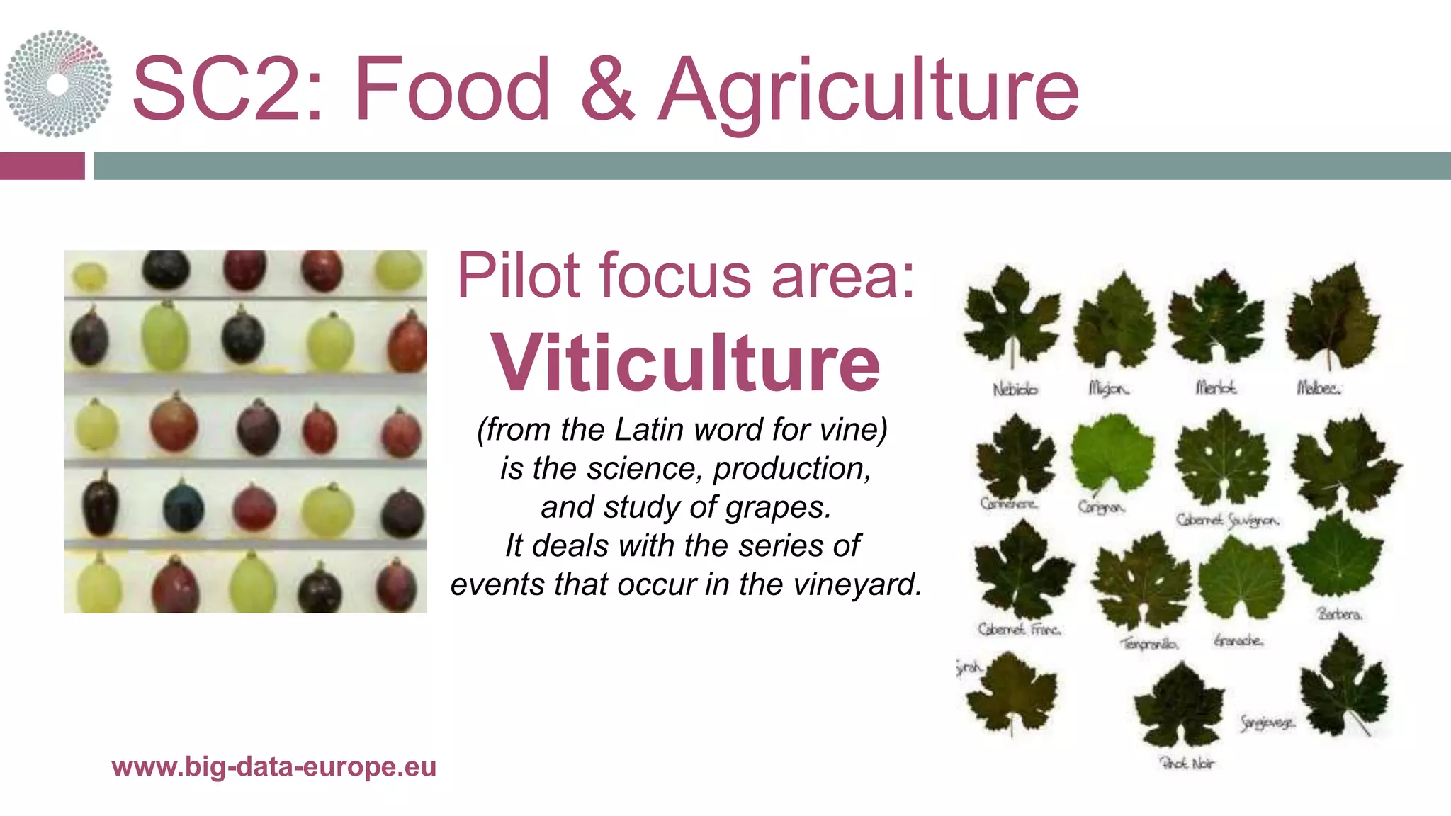 SC2: Food & Agriculture
10-oct.-16www.big-data-europe.eu
Pilot focus area:
Viticulture
(from the Latin word for vine)
is the science, production,
and study of grapes.
It deals with the series of
events that occur in the vineyard.
 