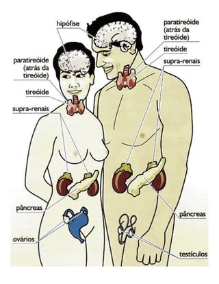 12 sistema endócrino