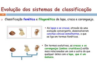 Evolução dos sistemas de classificação
19


    Classificação fenética e filogenética de lapa, craca e caranguejo.

                                   As lapas e as cracas, através de uma
                                    evolução convergente, desenvolveram
                                    conchas cónicas semelhantes, o que
                                    as liga em termos fenéticos.


                                 Em termos evolutivos, as cracas e os
                                  caranguejos (ambos crustáceos) estão
                                  mais relacionados um com o outro do que
                                  qualquer deles com a lapa, que é um
                                  molusco.
 