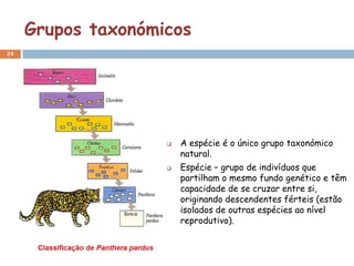 Grupos taxonómicos
24




                       A espécie é o único grupo taxonómico
                        natural.
                       Espécie – grupo de indivíduos que
                        partilham o mesmo fundo genético e têm
                        capacidade de se cruzar entre si,
                        originando descendentes férteis (estão
                        isolados de outras espécies ao nível
                        reprodutivo).
 