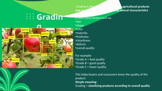 Comprehensive Guide to Sorting and Grading Agricultural Products for ...