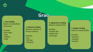 Grading Methods Types Comprehensive Guide to Sorting and Grading Agricultural Products for ...