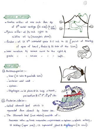 stomach surgery for medical students 