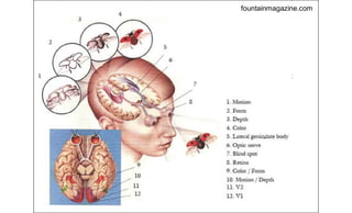 fountainmagazine.com
 