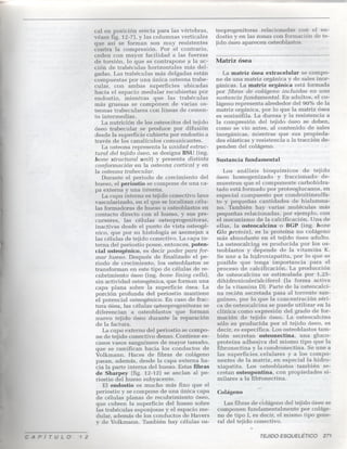 12 tejido-esqueletico1