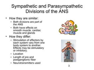 12 the autonomic nervous system | PPT