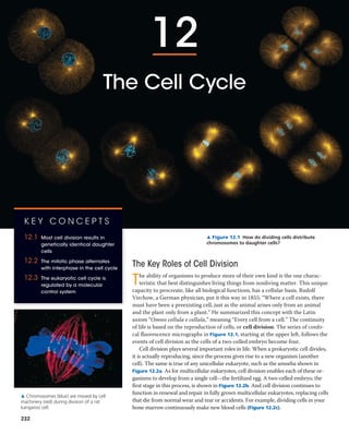12
The Cell Cycle
▲ Figure 12.1 How do dividing cells distribute
chromosomes to daughter cells?
The Key Roles of Cell Division
The ability of organisms to produce more of their own kind is the one charac-
teristic that best distinguishes living things from nonliving matter. This unique
capacity to procreate, like all biological functions, has a cellular basis. Rudolf
Virchow, a German physician, put it this way in 1855: “Where a cell exists, there
must have been a preexisting cell, just as the animal arises only from an animal
and the plant only from a plant.” He summarized this concept with the Latin
axiom “Omnis cellula e cellula,” meaning “Every cell from a cell.” The continuity
of life is based on the reproduction of cells, or cell division. The series of confo-
cal fluorescence micrographs in Figure 12.1, starting at the upper left, follows the
events of cell division as the cells of a two-celled embryo become four.
Cell division plays several important roles in life. When a prokaryotic cell divides,
it is actually reproducing, since the process gives rise to a new organism (another
cell). The same is true of any unicellular eukaryote, such as the amoeba shown in
Figure 12.2a. As for multicellular eukaryotes, cell division enables each of these or-
ganisms to develop from a single cell—the fertilized egg. A two-celled embryo, the
first stage in this process, is shown in Figure 12.2b. And cell division continues to
function in renewal and repair in fully grown multicellular eukaryotes, replacing cells
that die from normal wear and tear or accidents. For example, dividing cells in your
bone marrow continuously make new blood cells (Figure 12.2c).
K E Y C O N C E P T S
12.1 Most cell division results in
genetically identical daughter
cells
12.2 The mitotic phase alternates
with interphase in the cell cycle
12.3 The eukaryotic cell cycle is
regulated by a molecular
control system
▲ Chromosomes (blue) are moved by cell
machinery (red) during division of a rat
kangaroo cell.
232
 