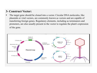 3- Construct Vector:
 The target gene should be cloned into a vector. Circular DNA molecules, like
plasmids or viral vectors, are commonly known as vectors and are capable of
transferring foreign genes. Regulatory elements, including as terminators and
promoters, are also usually present in the vector to regulate the plant's expression
of the gene.
 