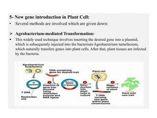 5- New gene introduction in Plant Cell:
• Several methods are involved which are given down:
 Agrobacterium-mediated Transformation:
 This widely used technique involves inserting the desired gene into a plasmid,
which is subsequently injected into the bacterium Agrobacterium tumefaciens,
which naturally transfers genes into plant cells. After that, plant tissues are infected
by the bacteria.
 