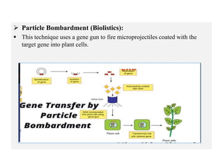  Particle Bombardment (Biolistics):
 This technique uses a gene gun to fire microprojectiles coated with the
target gene into plant cells.
 