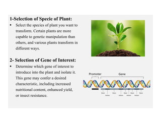 1-Selection of Specie of Plant:
 Select the species of plant you want to
transform. Certain plants are more
capable to genetic manipulation than
others, and various plants transform in
different ways.
2- Selection of Gene of Interest:
 Determine which gene of interest to
introduce into the plant and isolate it.
This gene may confer a desired
characteristic, including increased
nutritional content, enhanced yield,
or insect resistance.
 