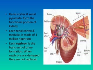 • Renal cortex & renal
  pyramids- form the
  functional portion of
  kidney
• Each renal cortex &
  medulla; is made of 1
  million nephrons
• Each nephron is the
  basic unit of urine
  formation. When
  nephrons are damaged
  they are not replaced
 