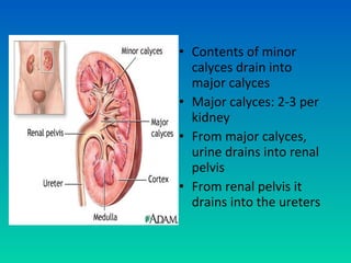 • Contents of minor
  calyces drain into
  major calyces
• Major calyces: 2-3 per
  kidney
• From major calyces,
  urine drains into renal
  pelvis
• From renal pelvis it
  drains into the ureters
 