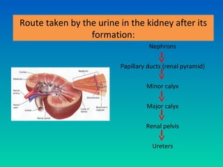 Route taken by the urine in the kidney after its
                 formation:
                                   Nephrons

                         Papillary ducts (renal pyramid)

                                  Minor calyx

                                  Major calyx

                                  Renal pelvis

                                    Ureters
 