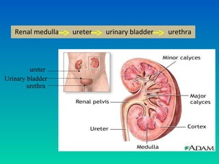 Renal medulla   ureter   urinary bladder   urethra



         ureter
Urinary bladder
        urethra
 