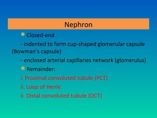 Nephron
   Closed-end
   - indented to form cup-shaped glomerular capsule
(Bowman’s capsule)
   - enclosed arterial capillaries network (glomerulus)
   Remainder:
   i. Proximal convoluted tubule (PCT)
   ii. Loop of Henle
   ii. Distal convoluted tubule (DCT)
 