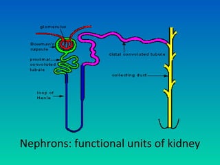 Nephrons: functional units of kidney
 