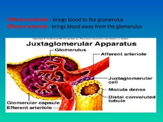 Afferent arteriole - brings blood to the glomerulus
Efferent arteriole - brings blood away from the glomerulus
 