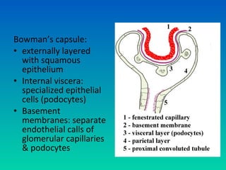Bowman’s capsule:
• externally layered
  with squamous
  epithelium
• Internal viscera:
  specialized epithelial
  cells (podocytes)
• Basement
  membranes: separate
  endothelial calls of
  glomerular capillaries
  & podocytes
 