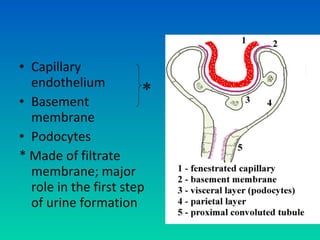 • Capillary
  endothelium
                        *
• Basement
  membrane
• Podocytes
* Made of filtrate
  membrane; major
  role in the first step
  of urine formation
 