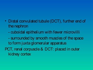 • Distal convulated tubule (DCT), further end of
  the nephron
  - cuboidal epithelium with fewer microvilli
  - surrounded by smooth muscles of the space
  to form juxta glomerular apparatus
PCT, renal corpuscle & DCT: placed in outer
  kidney cortex
 