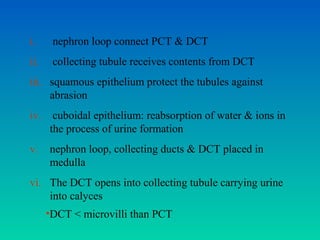 i.     nephron loop connect PCT & DCT
ii.    collecting tubule receives contents from DCT
iii. squamous epithelium protect the tubules against
     abrasion
iv.    cuboidal epithelium: reabsorption of water & ions in
      the process of urine formation
v.    nephron loop, collecting ducts & DCT placed in
      medulla
vi. The DCT opens into collecting tubule carrying urine
    into calyces
      •DCT < microvilli than PCT
 