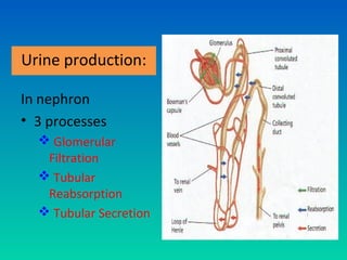 Urine production:

In nephron
• 3 processes
   Glomerular
   Filtration
   Tubular
   Reabsorption
   Tubular Secretion
 