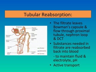 Tubular Reabsorption:
           • The filtrate leaves
             Bowman’s capsule &
             flow through proximal
             tubule, nephron loop
             & DCT
           • Substances needed in
             filtrate are reabsorbed
             back into blood
             - to maintain fluid &
             electrolyte, pH
           • Active transport
 