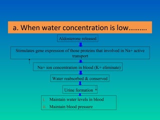 a. When water concentration is low……….
                        Aldosterone released

Stimulates gene expression of those proteins that involved in Na+ active
                               transport

            Na+ ion concentration in blood (K+ eliminate)

                    Water reabsorbed & conserved

                           Urine formation

               i. Maintain water levels in blood
               ii. Maintain blood pressure
 