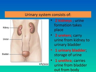 Urinary system consists of:
              • 2 kidneys ; urine
                formation takes
                place
              • 2 ureters; carry
                urine from kidney to
                urinary bladder
              • 1 urinary bladder;
                storage of urine
              • 1 urethra; carries
                urine from bladder
                out from body
 
