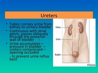 Ureters
• Tubes; convey urine from
  kidney to urinary bladder
• Continuous with renal
  pelvis; passes obliquely
  through the posterior
  wall of bladder
• Urine accumulates –
  pressure in bladder –
  ureters compressed –
  opening occluded
  - to prevent urine reflux
  back
 