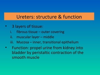 Ureters: structure & function
•    3 layers of tissue:
    i. fibrous tissue – outer covering
    ii. muscular layer – middle
    iii. Mucosa – inner, transitional epithelium
•    Function: propel urine from kidney into
     bladder by peristaltic contraction of the
     smooth muscle
 