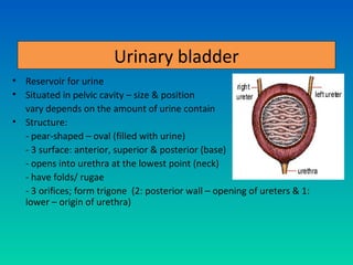 Urinary bladder
• Reservoir for urine
• Situated in pelvic cavity – size & position
  vary depends on the amount of urine contain
• Structure:
  - pear-shaped – oval (filled with urine)
  - 3 surface: anterior, superior & posterior (base)
  - opens into urethra at the lowest point (neck)
  - have folds/ rugae
  - 3 orifices; form trigone (2: posterior wall – opening of ureters & 1:
  lower – origin of urethra)
 