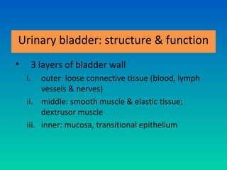 Urinary bladder: structure & function
•    3 layers of bladder wall
    i.   outer: loose connective tissue (blood, lymph
         vessels & nerves)
    ii. middle: smooth muscle & elastic tissue;
         dextrusor muscle
    iii. inner: mucosa, transitional epithelium
 