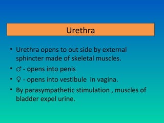 Urethra

• Urethra opens to out side by external
  sphincter made of skeletal muscles.
• ♂ - opens into penis
• ♀ - opens into vestibule in vagina.
• By parasympathetic stimulation , muscles of
  bladder expel urine.
 