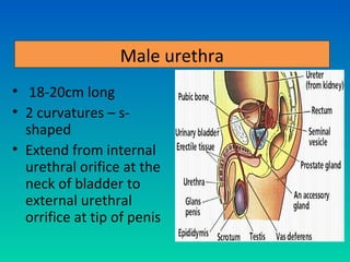 Male urethra
• 18-20cm long
• 2 curvatures – s-
  shaped
• Extend from internal
  urethral orifice at the
  neck of bladder to
  external urethral
  orrifice at tip of penis
 