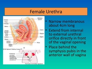 Female Urethra
      • Narrow membranous
        about 4cm long
      • Extend from internal
        to external urethral
        orifice directly in front
        of the vaginal opening
      • Place behind the
        symphysis pubis in the
        anterior wall of vagina
 