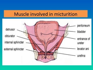 Muscle involved in micturition
 