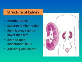 Structure of kidney
• Retroperitoneal
• Superior lumbar region
• Right kidney slightly
  lower than left
• Bean-shaped,
  indentation: hilus
• Adrenal gland on top
 