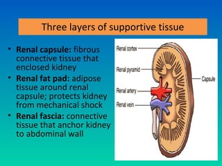 Three layers of supportive tissue

• Renal capsule: fibrous
  connective tissue that
  enclosed kidney
• Renal fat pad: adipose
  tissue around renal
  capsule; protects kidney
  from mechanical shock
• Renal fascia: connective
  tissue that anchor kidney
  to abdominal wall
 