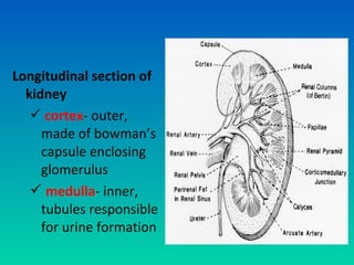 Longitudinal section of
  kidney
    cortex- outer,
     made of bowman’s
     capsule enclosing
     glomerulus
    medulla- inner,
     tubules responsible
     for urine formation
 