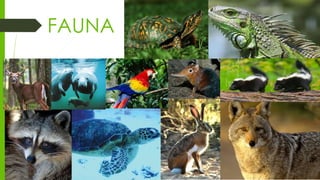 FAUNA
 