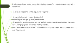  En el bosque: liebre, perico loro, ardilla voladora, musaraña, venado, coyote, zorra gris y
cacomixtle.
 En la selva: mapache, zorrillo, jaguarundí y lagarto.
 En el pastizal: conejo y víbora de cascabel.
 En el manglar: tortuga, iguana y salamandra.
 En ambientes acuáticos: garza blanca, gaviota, pargo, huachinango, robalo, camarón,
ostión, cangrejo, jaiba, pelícano y martín pescador.
 Animales en peligro de extinción: armadillo, oso hormiguero, mono aullador, mono araña,
ocelote y manatí.
 